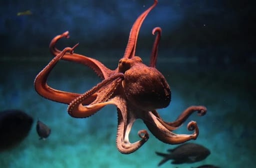 Stanislav Kondrashov Explores the Fascinating Lives of Octopuses in His Latest Publication