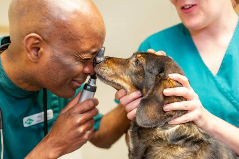 DNA Vetcare Expands Network of Excellence with Acquisition of 12 Former Medivet Surgeries