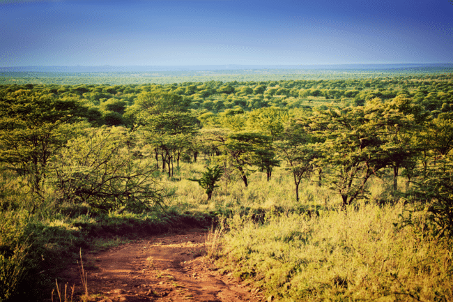 FXIFY™ Grows Over 15,400 Trees in Tanzania to Aid Local Communities for Earth Day